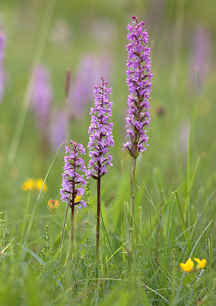 Gymnadenia conopsea